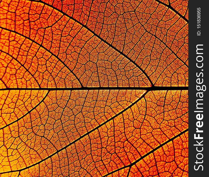 Pattern Of Leaves For The Background
