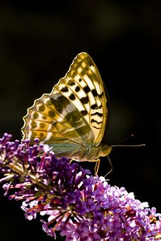 Macro Of Butterfly, Argynnis Paphia Stock Photography