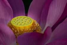 Close-up Of Beautiful Pink Sacred Lotus Flower Blooming Showing Yellow Seed Pod Royalty Free Stock Image