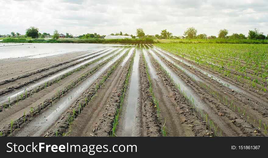Agricultural land affected by flooding. Flooded field. The consequences of rain. Agriculture and farming. Natural disaster and