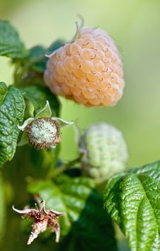 Yellow Raspberry Royalty Free Stock Images Yellow Raspberry Royalty Free Stock Images