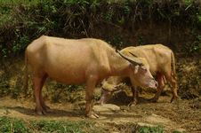 Albino Buffalo Stock Photography Albino Buffalo Stock Photography
