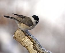 Marsh Tit On Branch Royalty Free Stock Photo