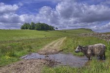 Cow At A Waterhole Royalty Free Stock Photos Cow At A Waterhole Royalty Free Stock Photos