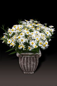 Daisies In A Classic Pot Stock Photography