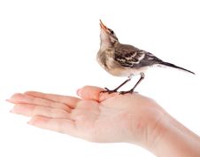 Nestling Of Bird (wagtail) On Hand Royalty Free Stock Photos