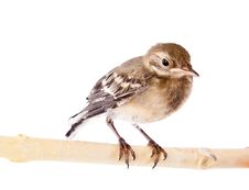Nestling Of Bird (wagtail) Stock Images