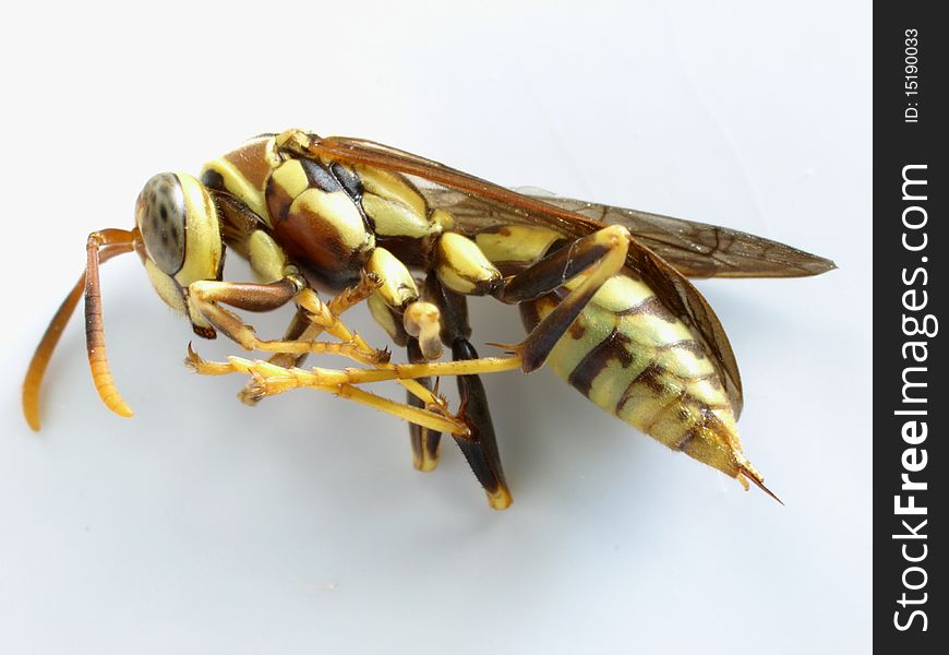 A macro photo of a wasp. A macro photo of a wasp