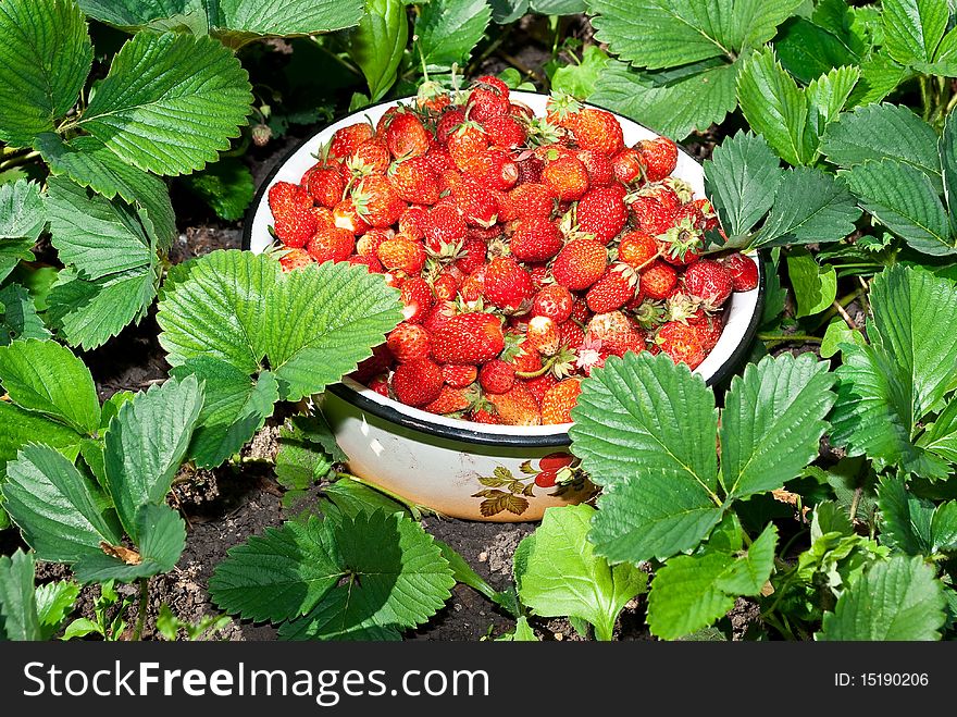 Fresh red strawberry with green leafs. Fresh red strawberry with green leafs