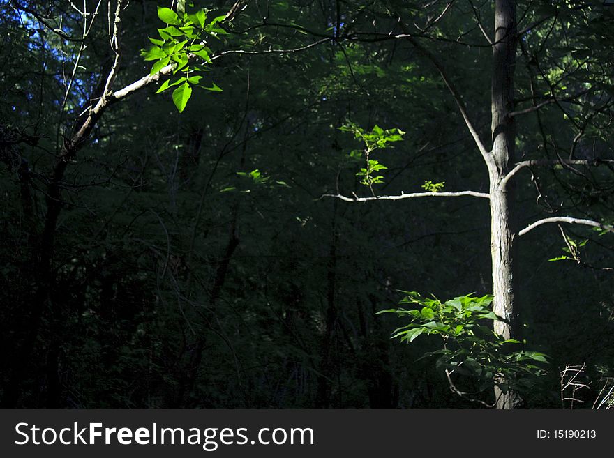 Spotlit trees in the forest along the Lapham Peak Segment of the Ice Age Trail in Wisconsin
