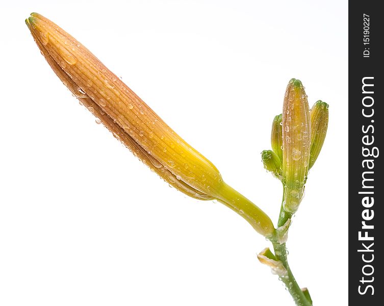 Lily bud on white background