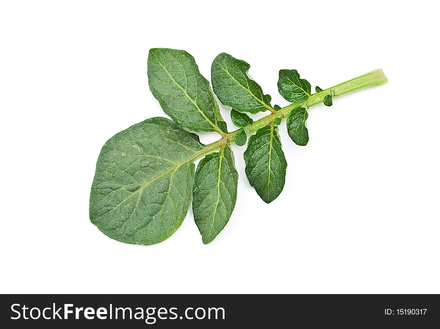 Potato leaf on white background