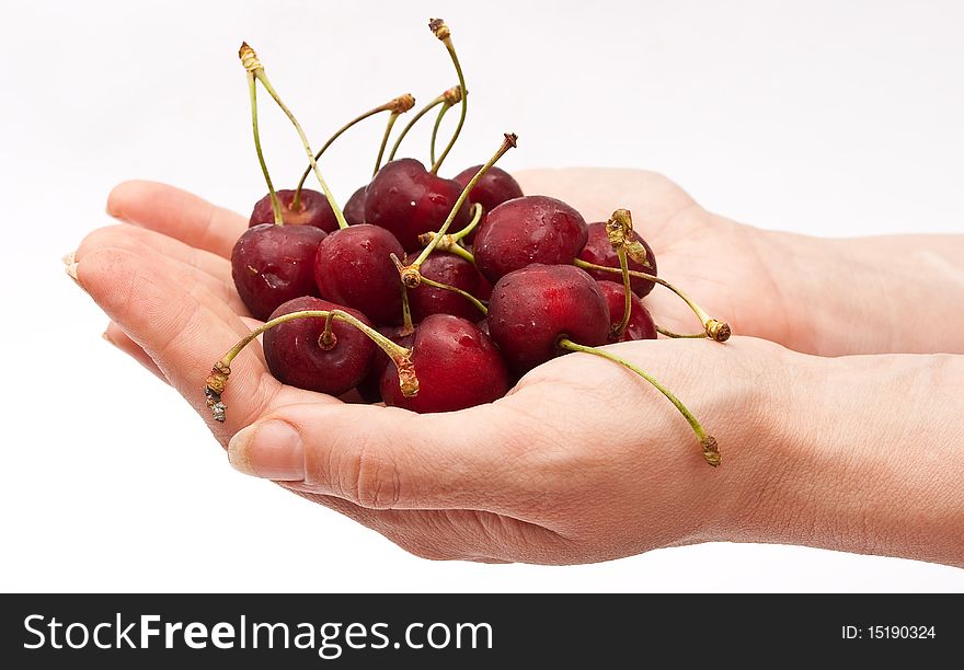 Hands holding red cherry on white