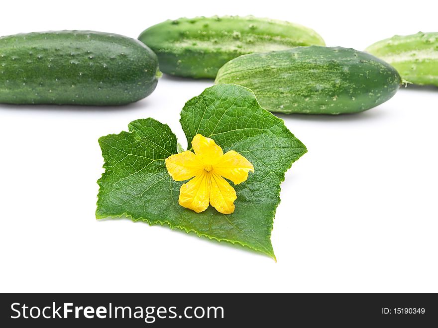 Fresh cucumbers with leaf and flower