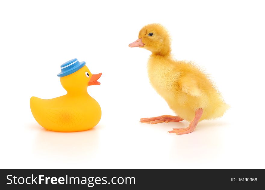 The rubber duckling and the newborn duckling. The rubber duckling and the newborn duckling