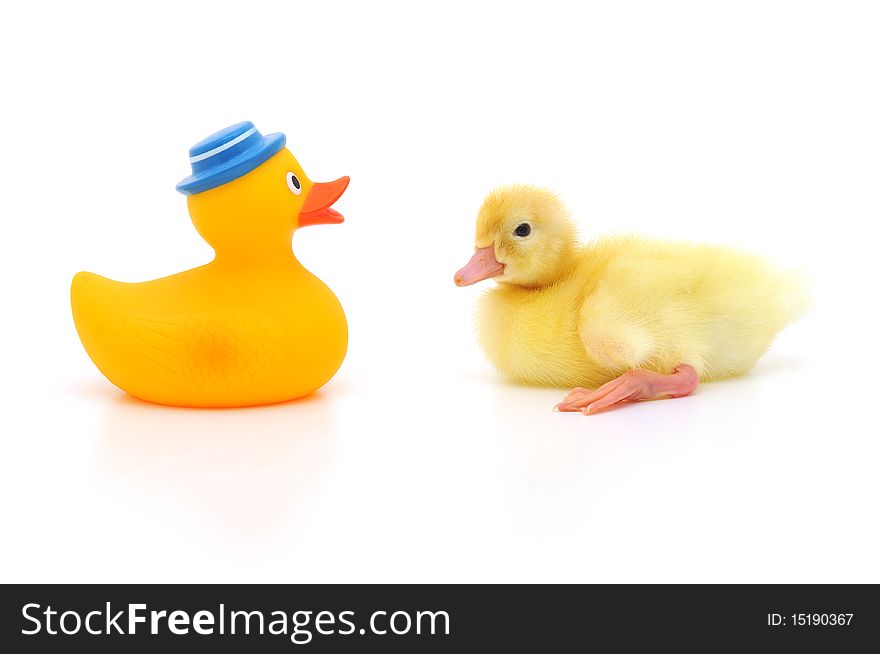 The rubber duckling and the newborn duckling. The rubber duckling and the newborn duckling