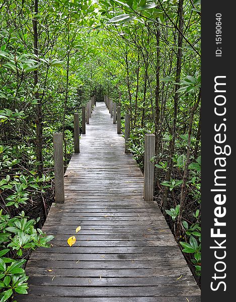 Mangrove forest boardwalk at chantaburi, thailand