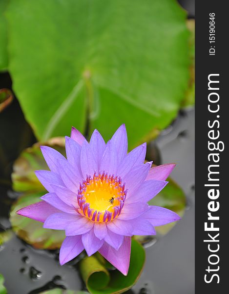 The beautiful purple water lily or lotus