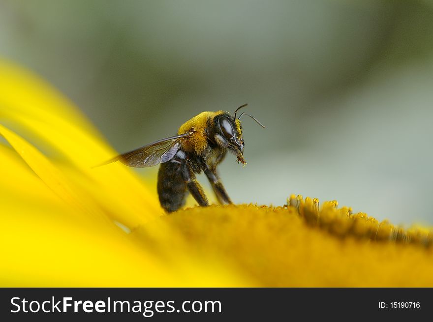 Bee sitting on bright yellow flower collecting nectar and covered in pollen