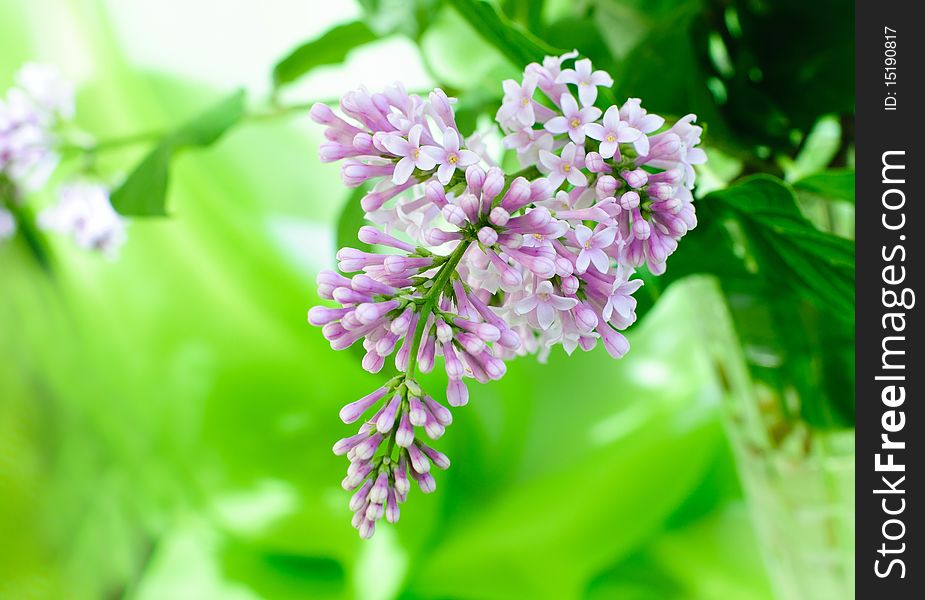 Close-up beautiful lilac flowers
