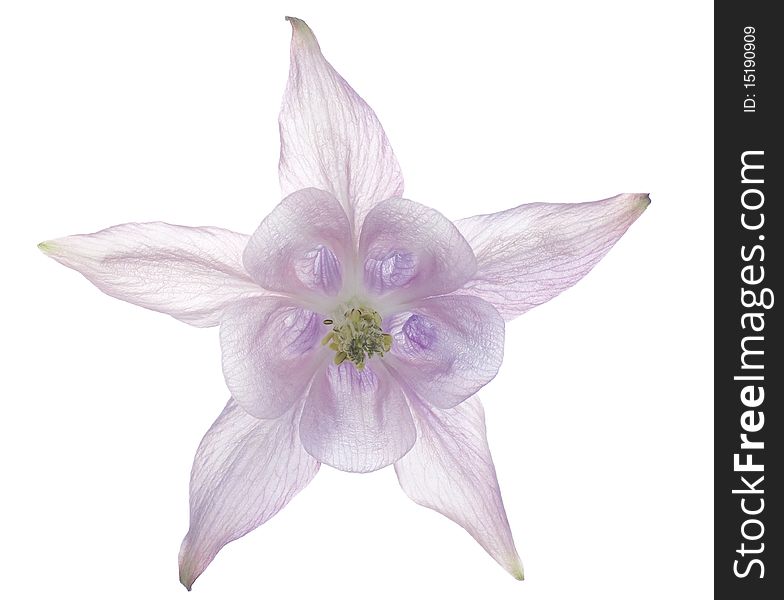Studio Shot of Pale Pink and Lilac Colored Columbine Isolated on White Background. Large Depth of Field (DOF). Macro.