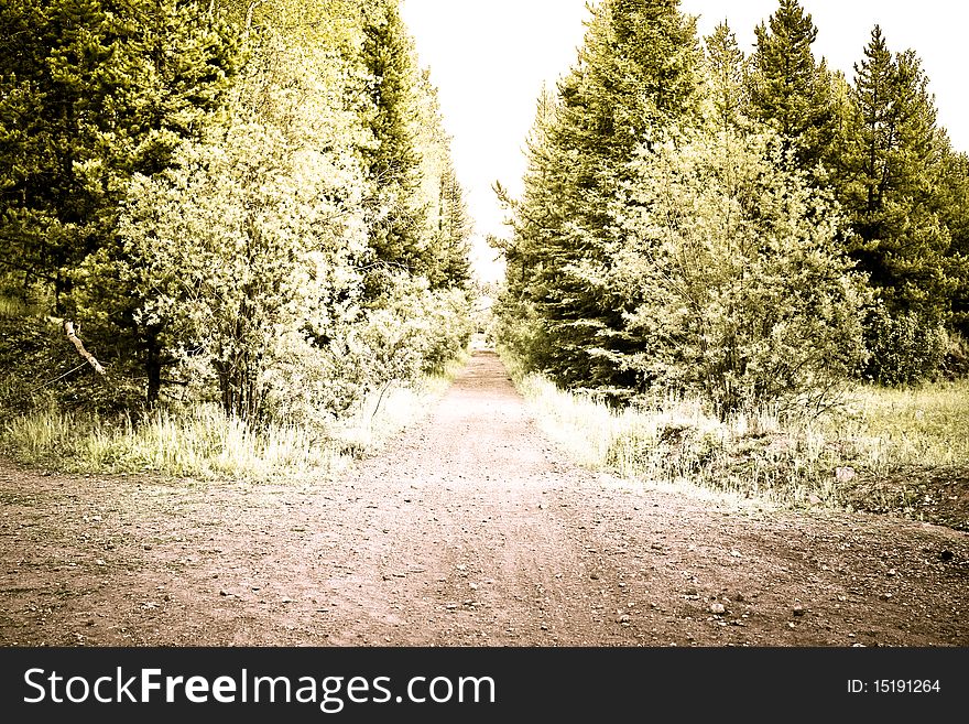 Creative photo of forest road in summer time. Creative photo of forest road in summer time