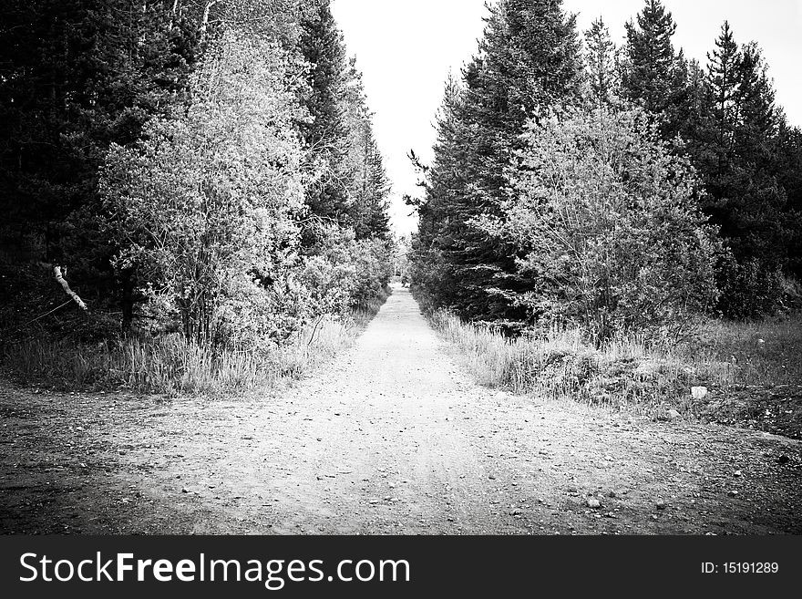 Black and white photo of forest road in summer time. Black and white photo of forest road in summer time