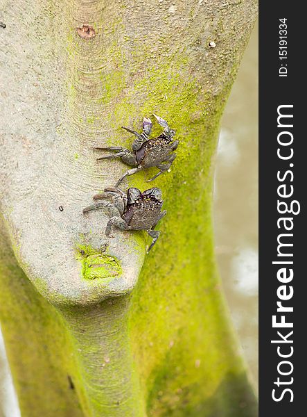 Purple Shore Crab (Tree Climbing Crab)