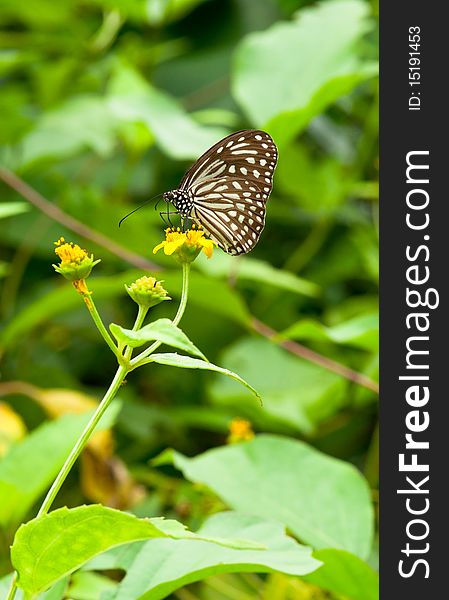 A Portrait of Butterfly Pollinating Flower. A Portrait of Butterfly Pollinating Flower