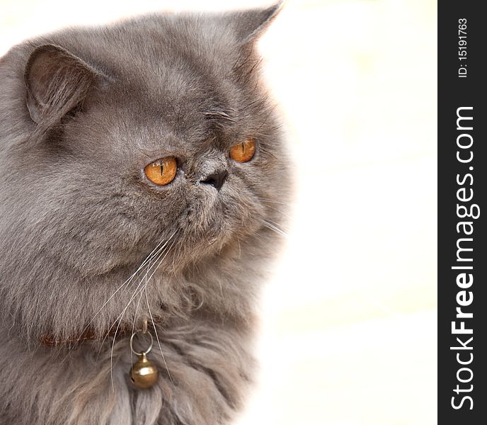 A Persian cat sitting against a white background