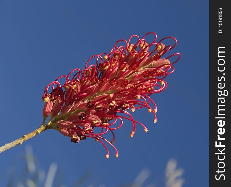 Single red flower grevillea australian native plant