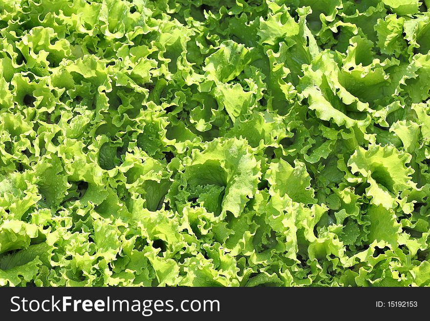 Green fresh lettuce salad closeup