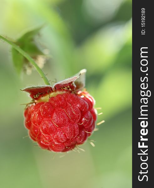 Red raspberry on a green background closeup. Red raspberry on a green background closeup