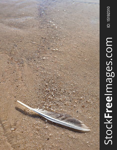 A single feather at the beach