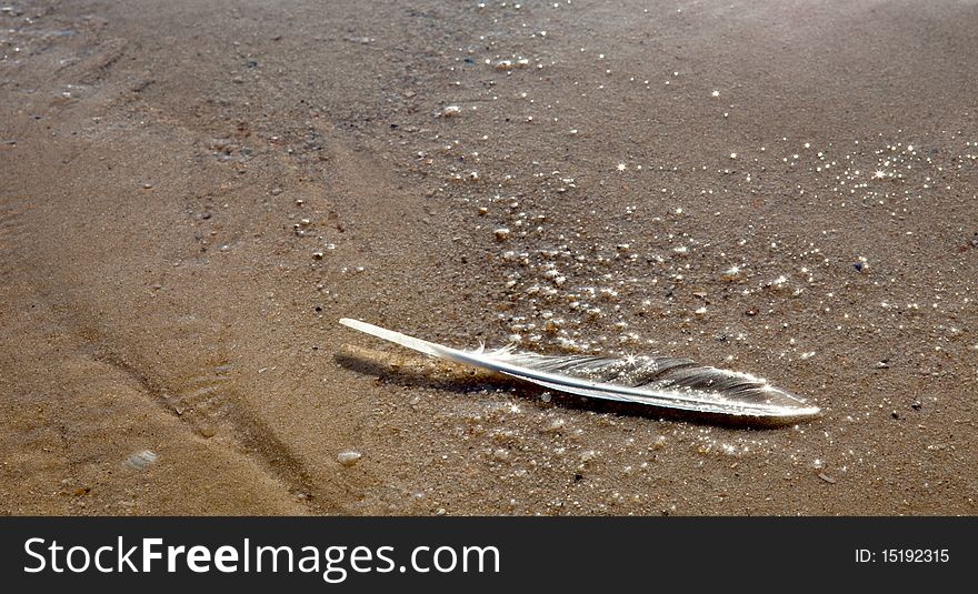 A single feather at the beach