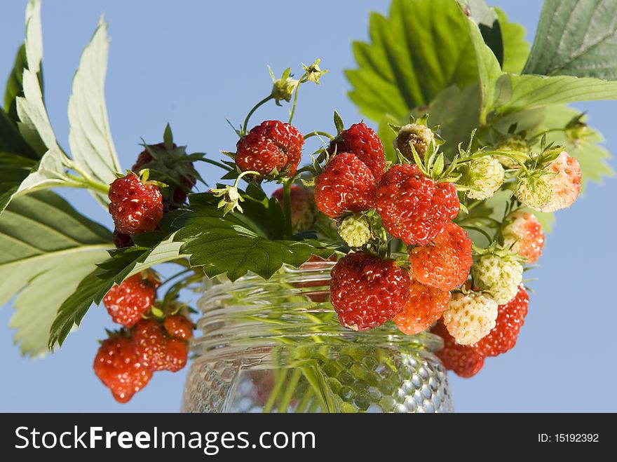 Bouquet of a wood berry of wild strawberry on a dark blue background