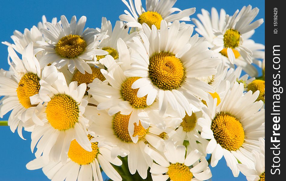 Bouquet of field colors of camomiles in Ð²Ð°Ð·Ð¾Ñ‡ÐºÐµ on a table