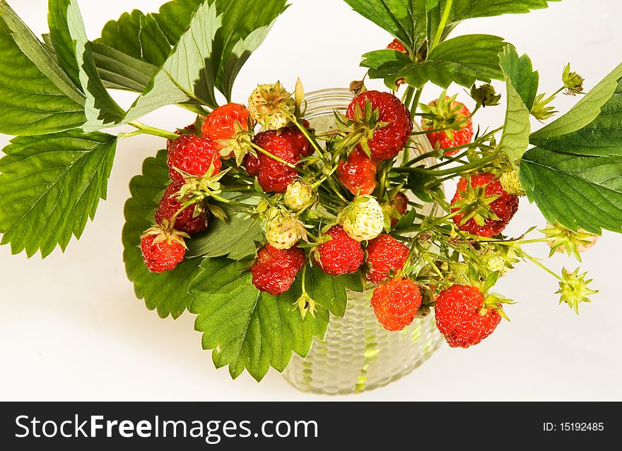 Bouquet of a wood berry of wild strawberry on a dark blue background