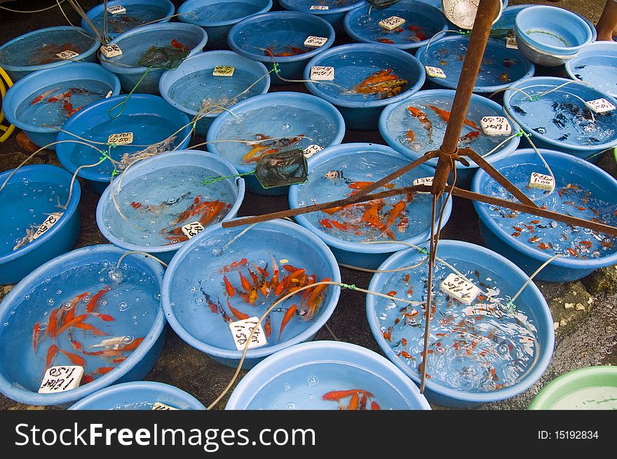 Basins and Basins of Fish and Koi that put on sale on a local wet market. Basins and Basins of Fish and Koi that put on sale on a local wet market