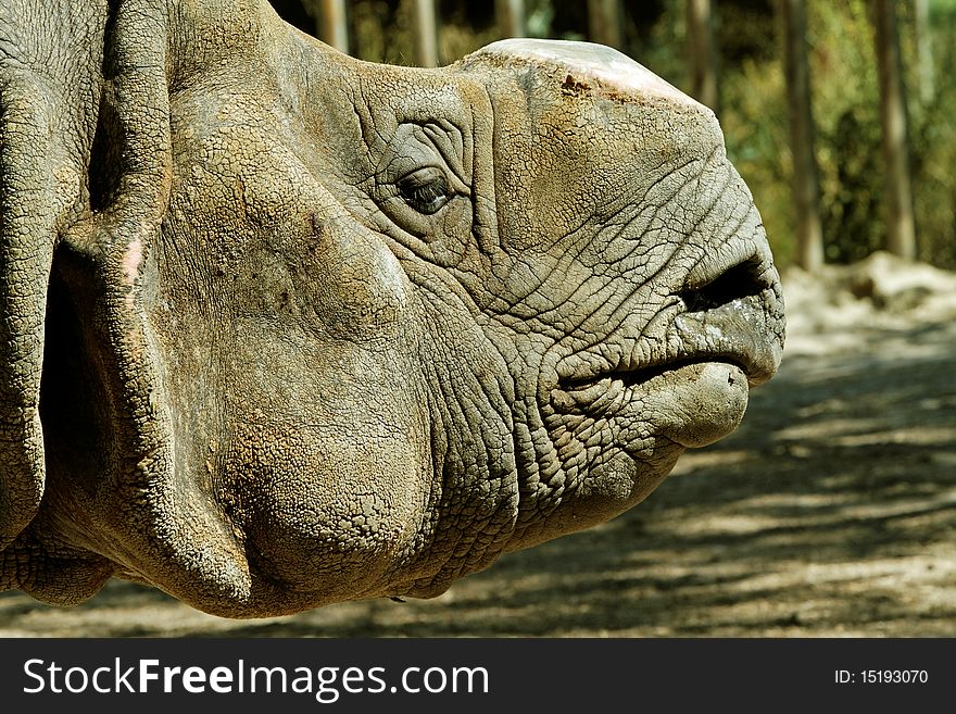 Portrait of the profile of an indian rhinoceros in captivity