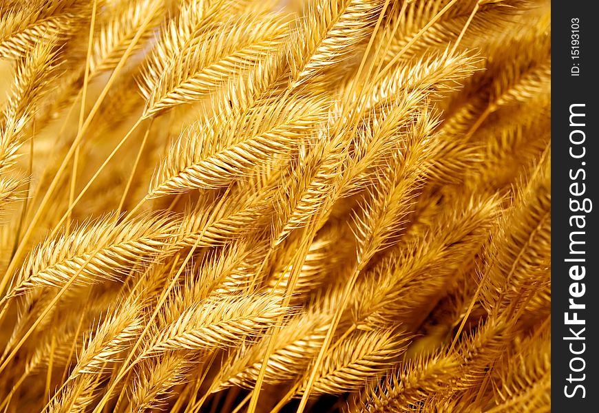 Dry yellow grass closeup background. Dry yellow grass closeup background.