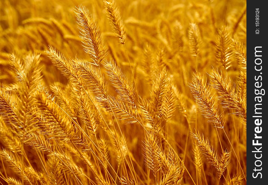 Dry yellow grass closeup background. Dry yellow grass closeup background.