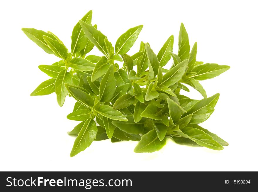 A bunch of fresh piccolo basil isolated on white. A bunch of fresh piccolo basil isolated on white