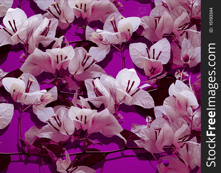 White bougainvillea on pink painted wall background