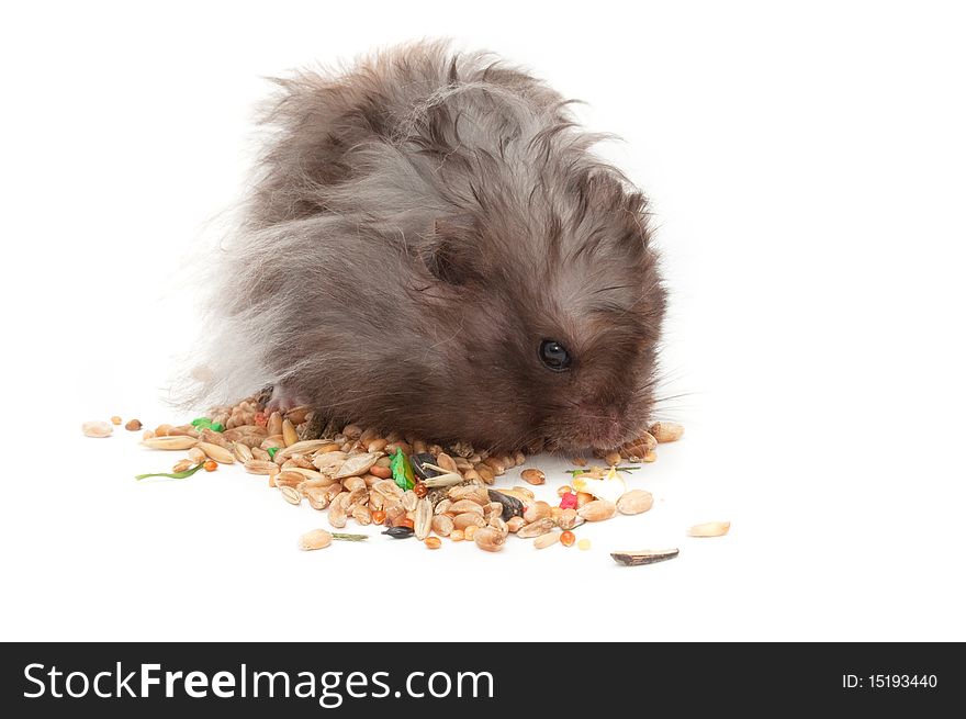 A hairy gray hamster eating grains isolated on a white abckground