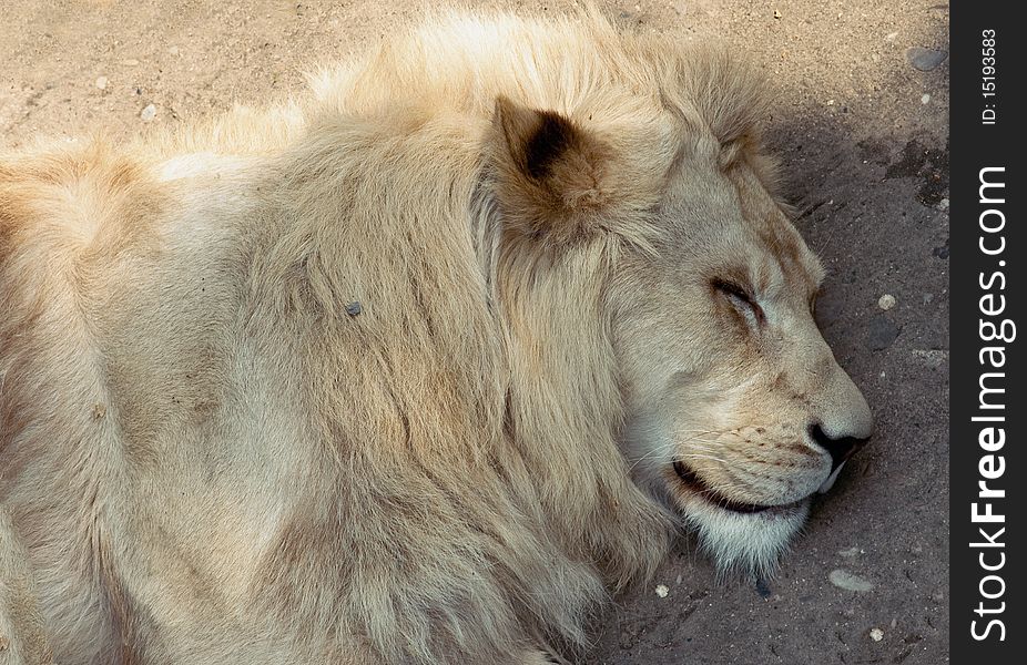 Sleeping lion close-up photo