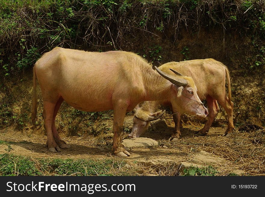 Albino Buffalo