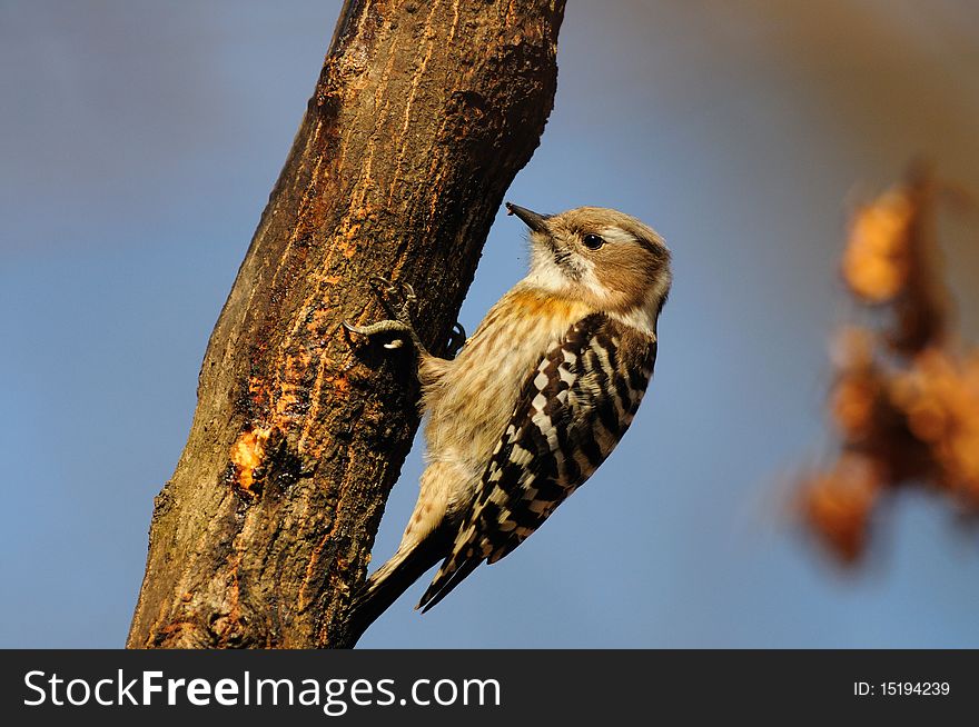 Japanese Pygmy Woodpecker