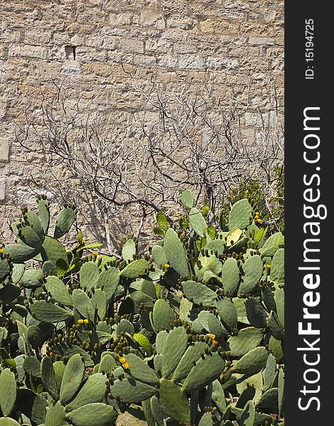 Thickets of a cactus at mosque wall in the city of Limassol, Cyprus. Thickets of a cactus at mosque wall in the city of Limassol, Cyprus