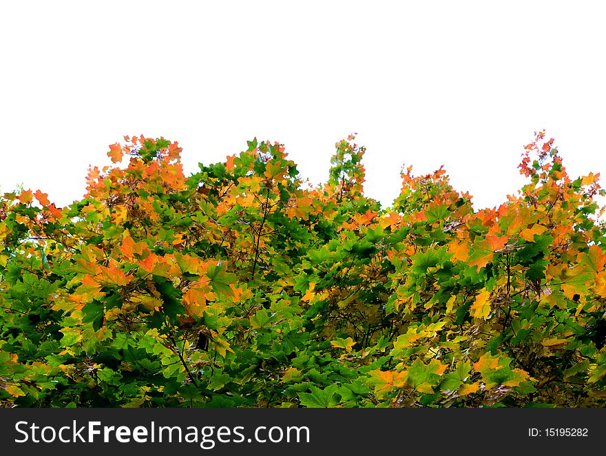 Green and yellow maple leaves isolated on white